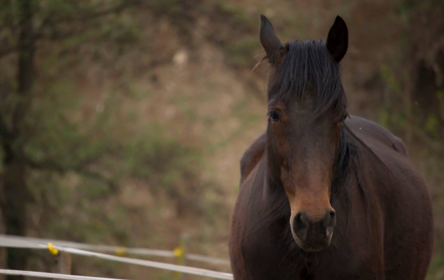 Uno dei nostri bellissimi cavalli